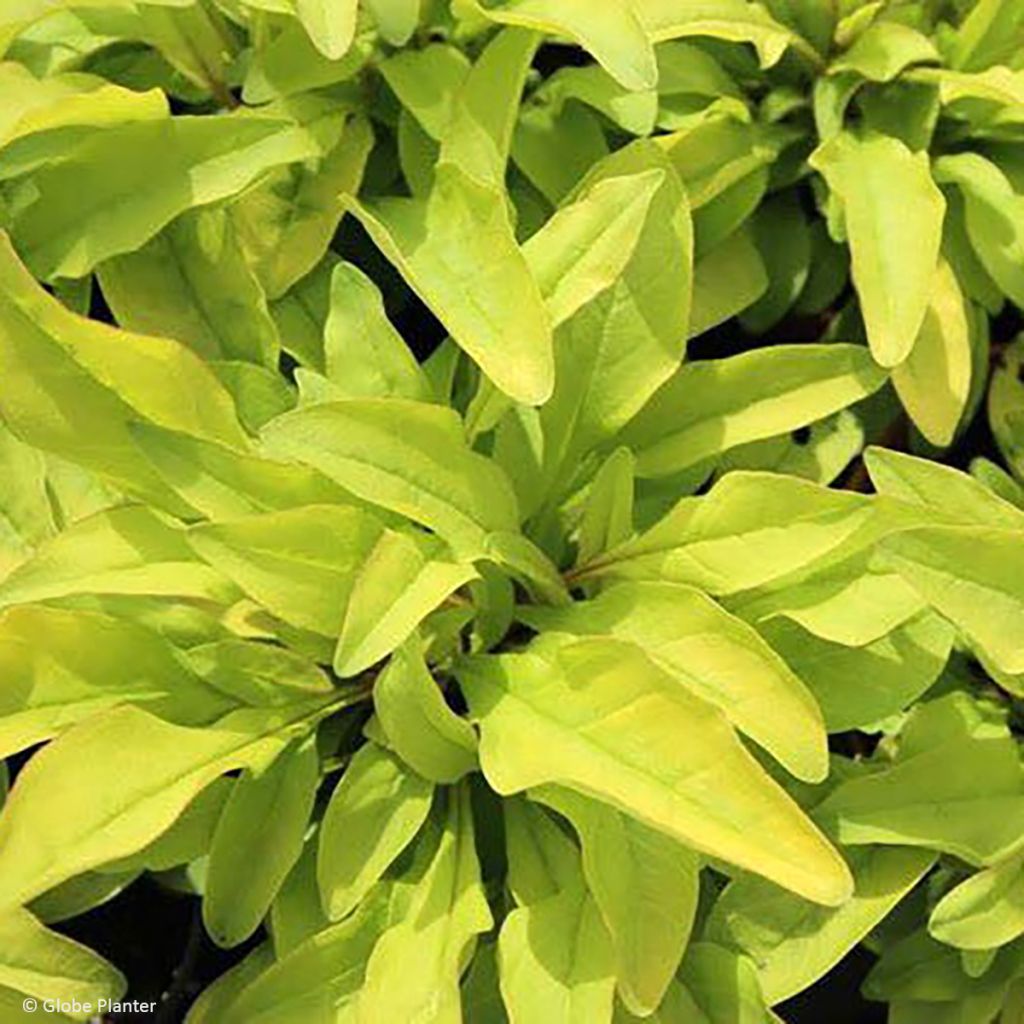 Penstemon digitalis Goldfinger - Galane