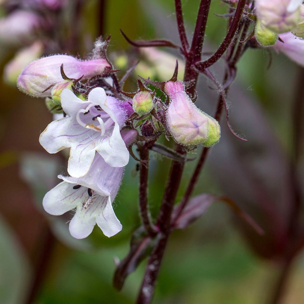 Graines de Penstemon digitalis Husker Red - Galane