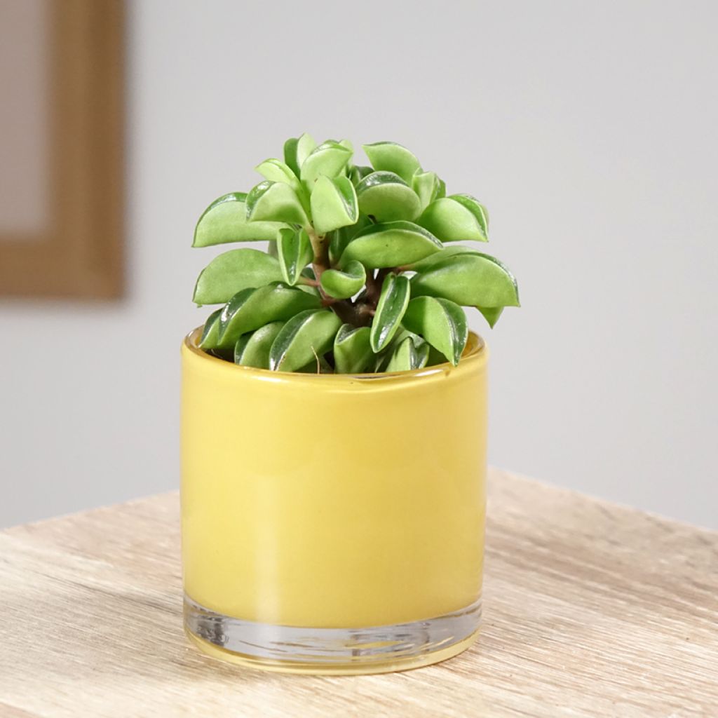 Peperomia Fire Sparks