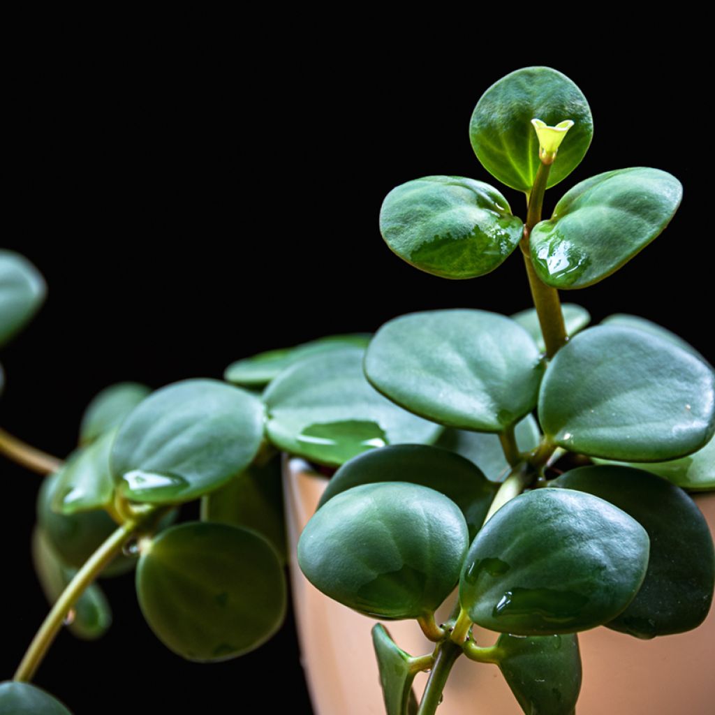 Peperomia Hope