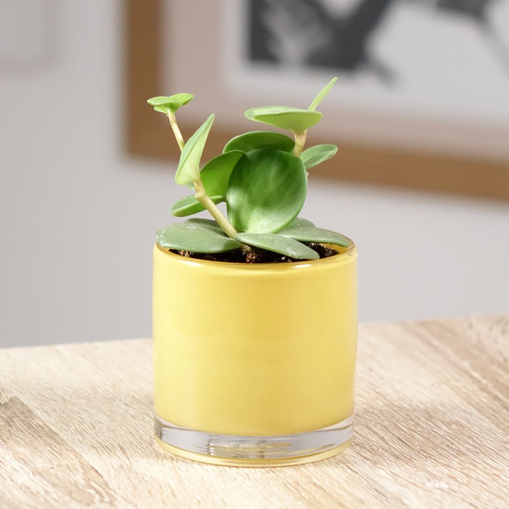 Peperomia Hope