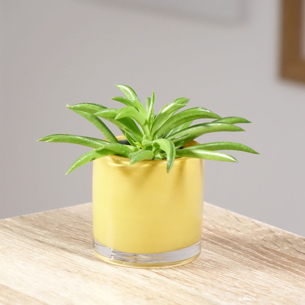 Peperomia Nevada