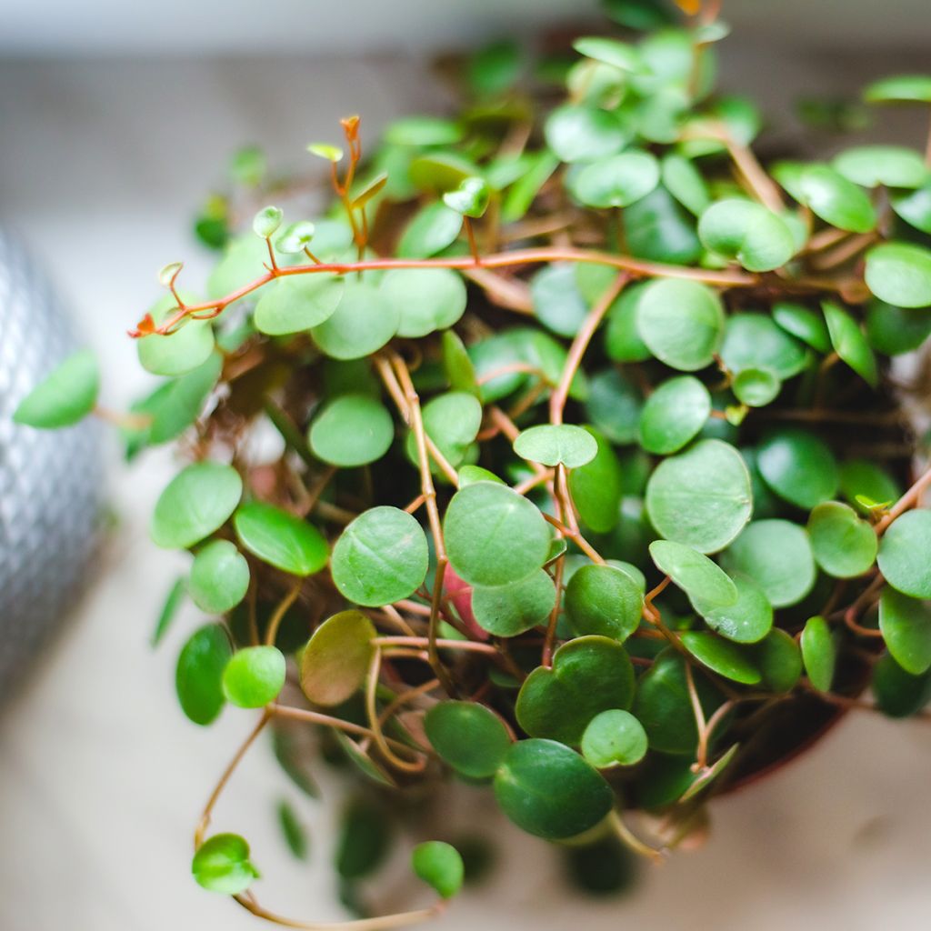 Peperomia Pepperspot