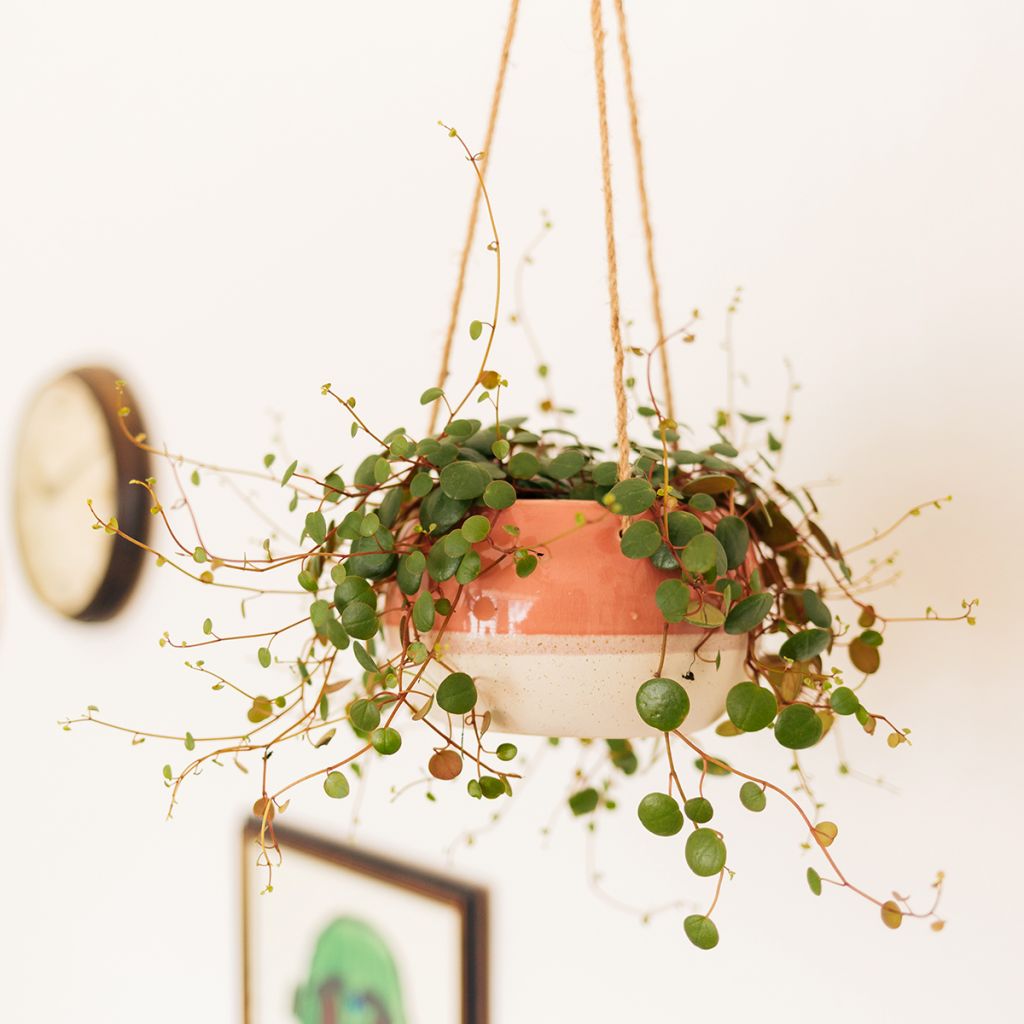 Peperomia Pepperspot
