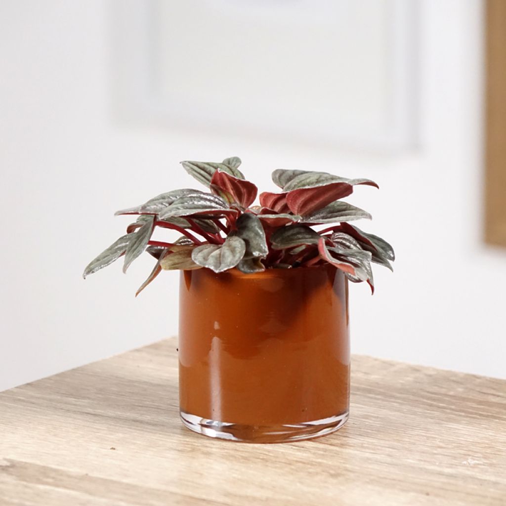 Peperomia albovittata Piccolo Banda