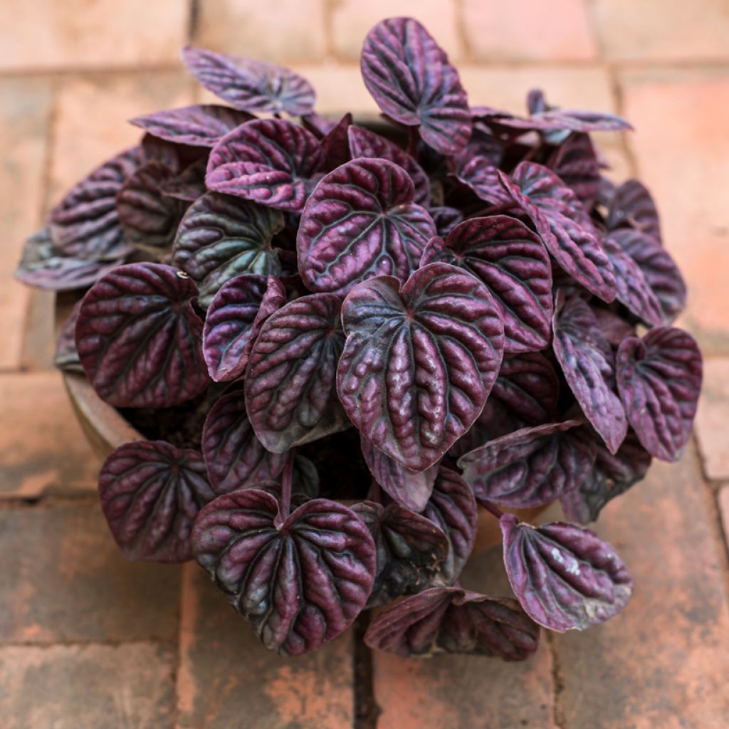 Peperomia caperata Luna