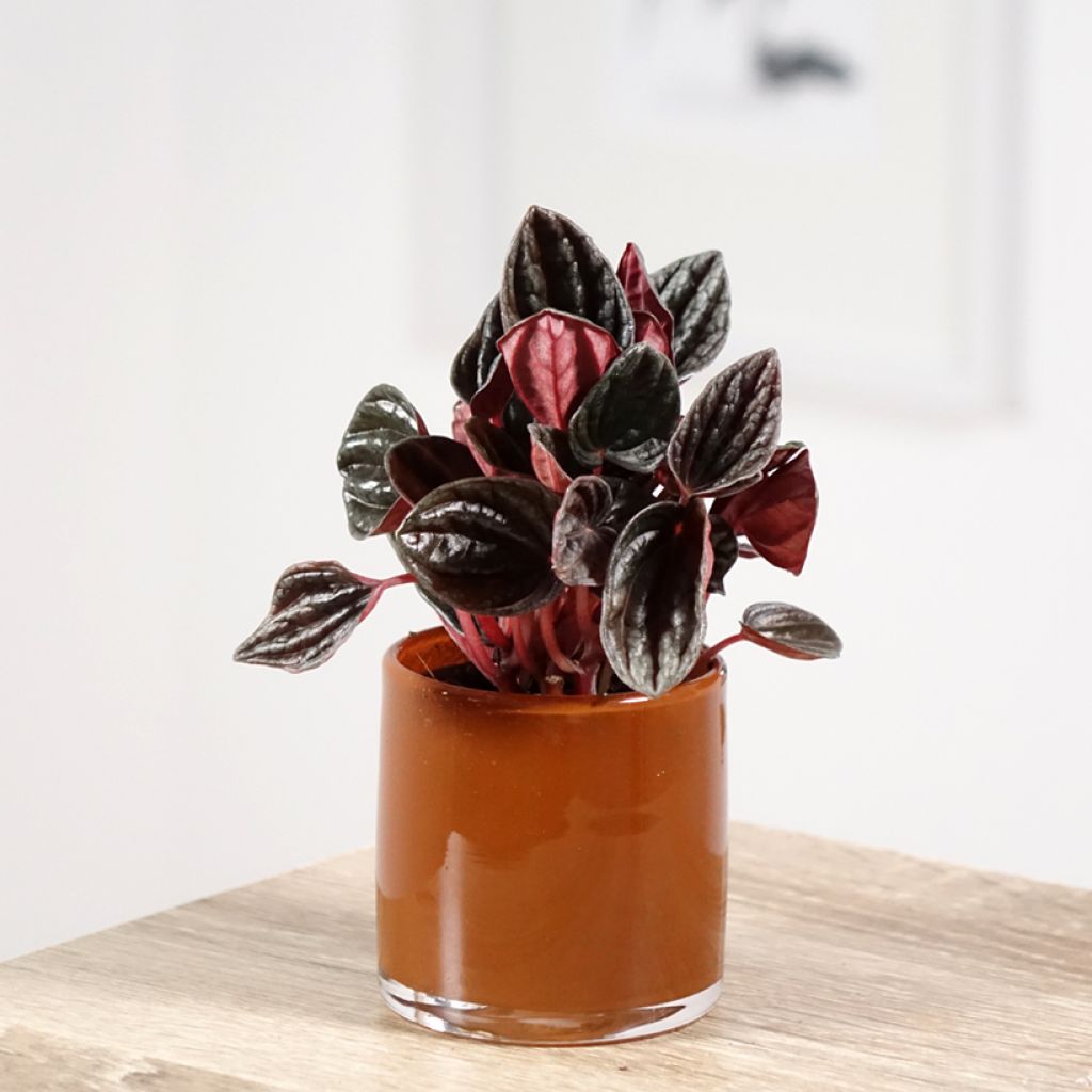 Peperomia caperata Montevideo