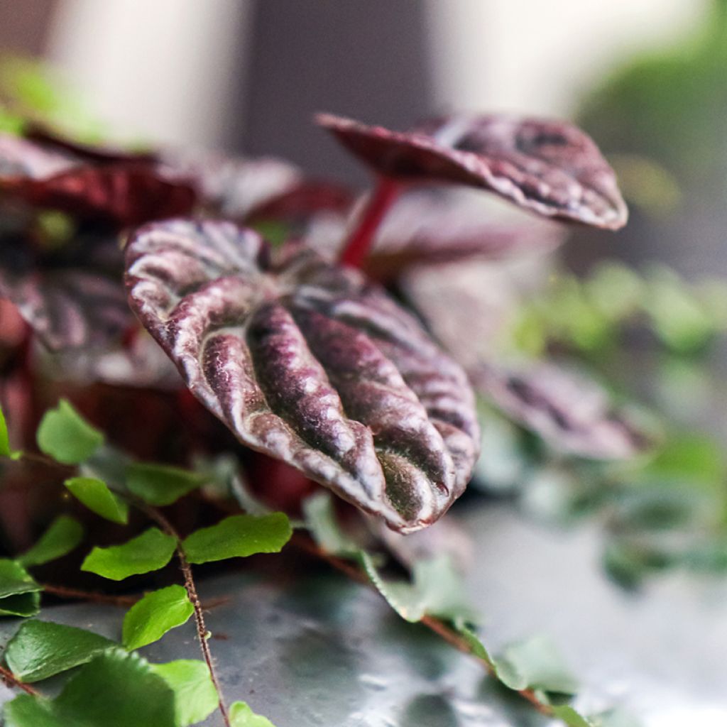 Peperomia caperata Montevideo