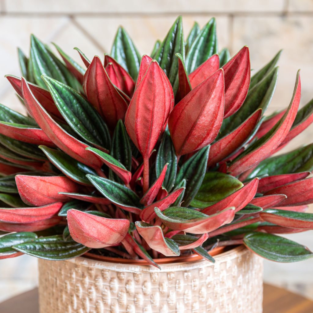Peperomia caperata Rosso