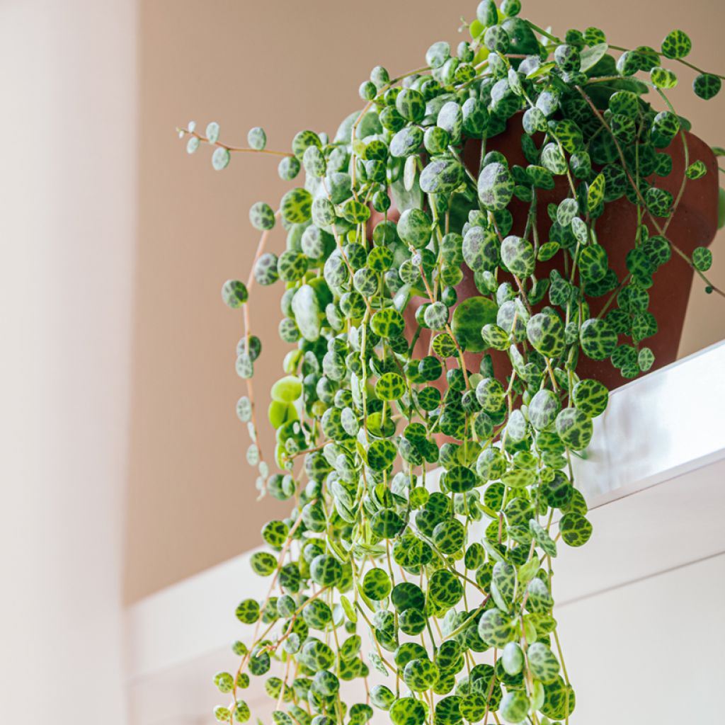 Peperomia prostrata