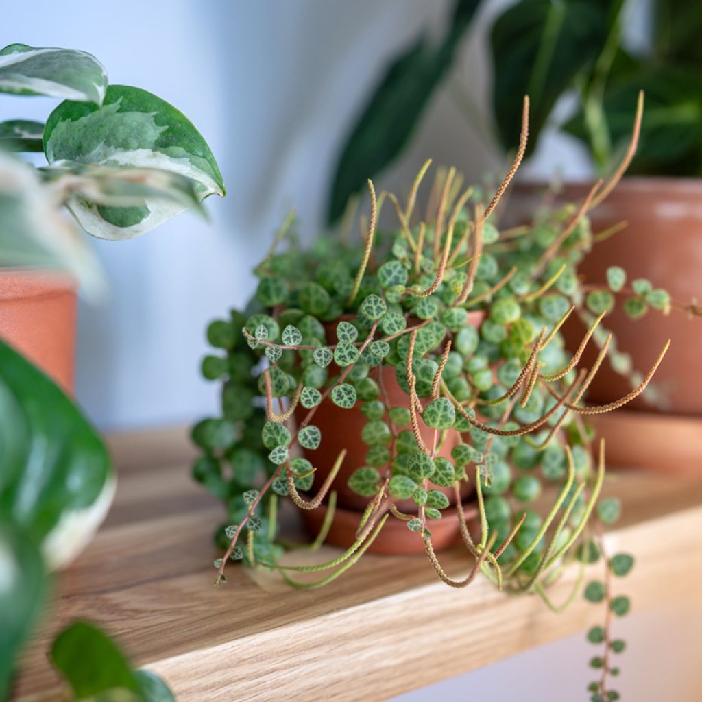 Peperomia prostrata