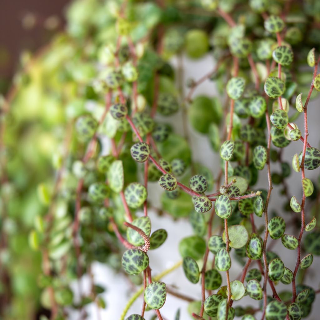 Peperomia prostrata