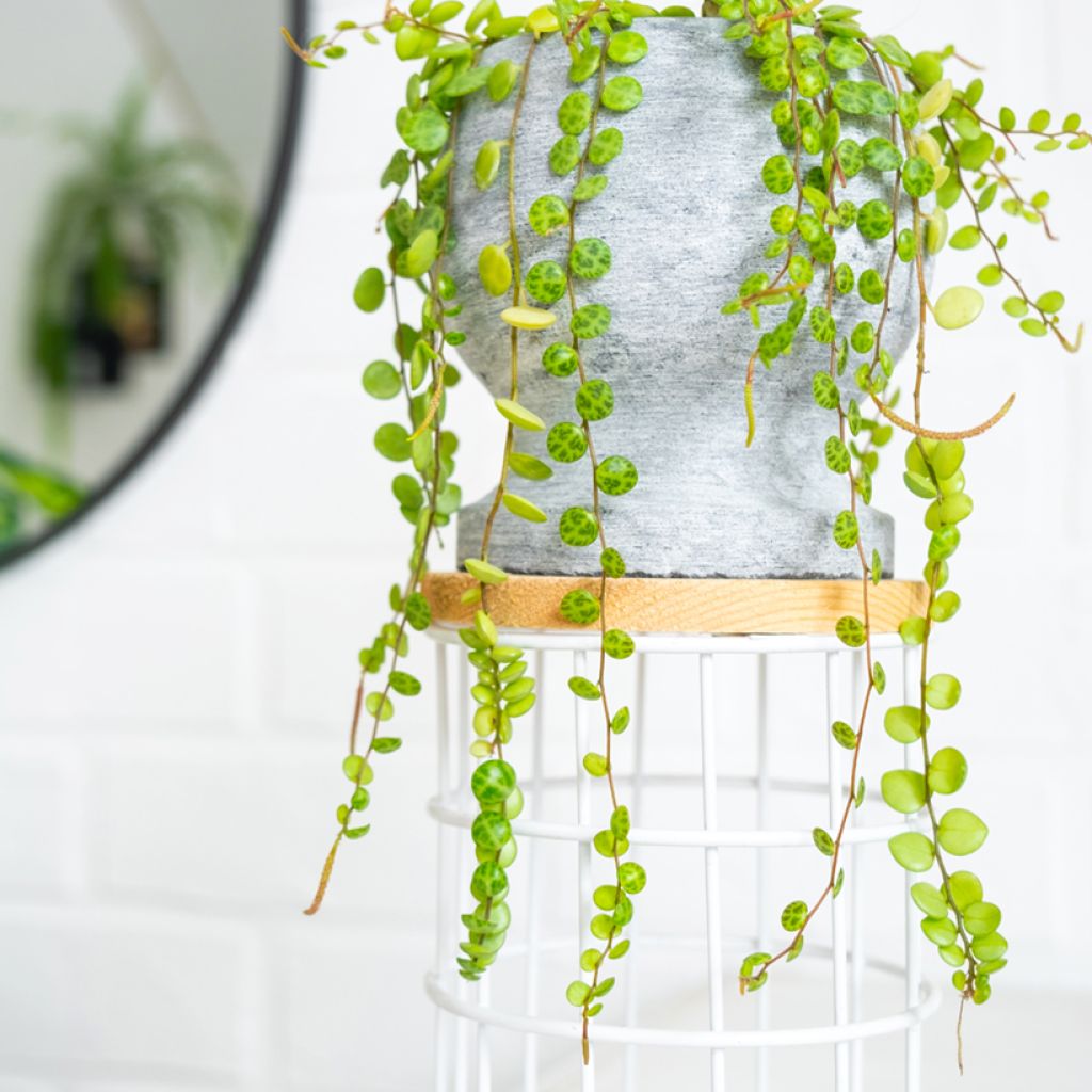 Peperomia prostrata