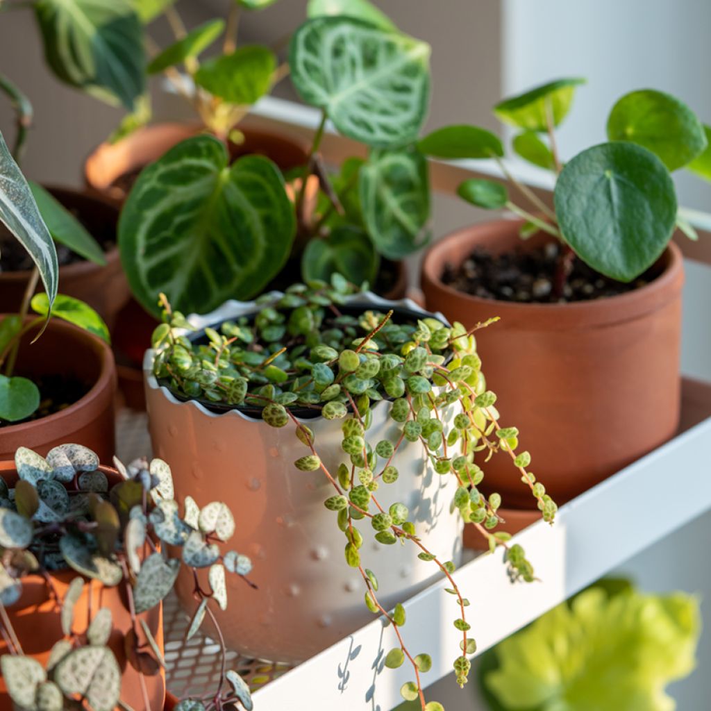Peperomia prostrata