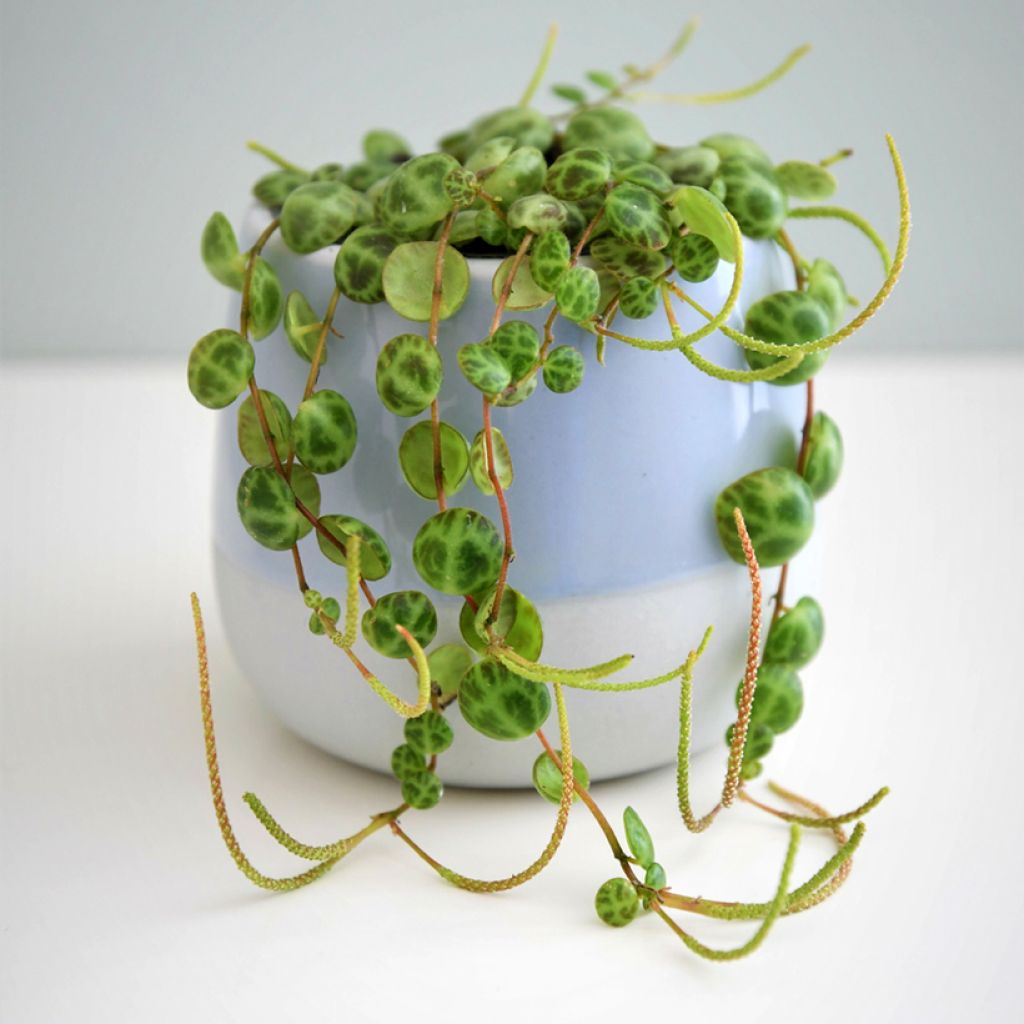 Peperomia prostrata