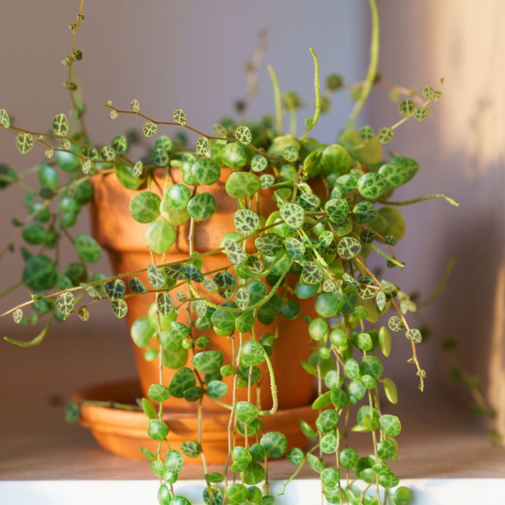 Peperomia prostrata