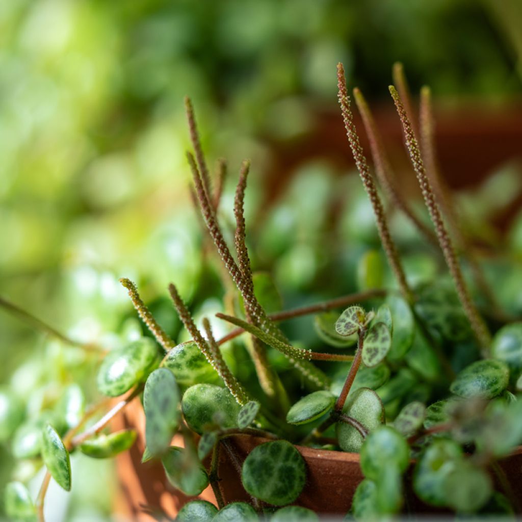 Peperomia prostrata