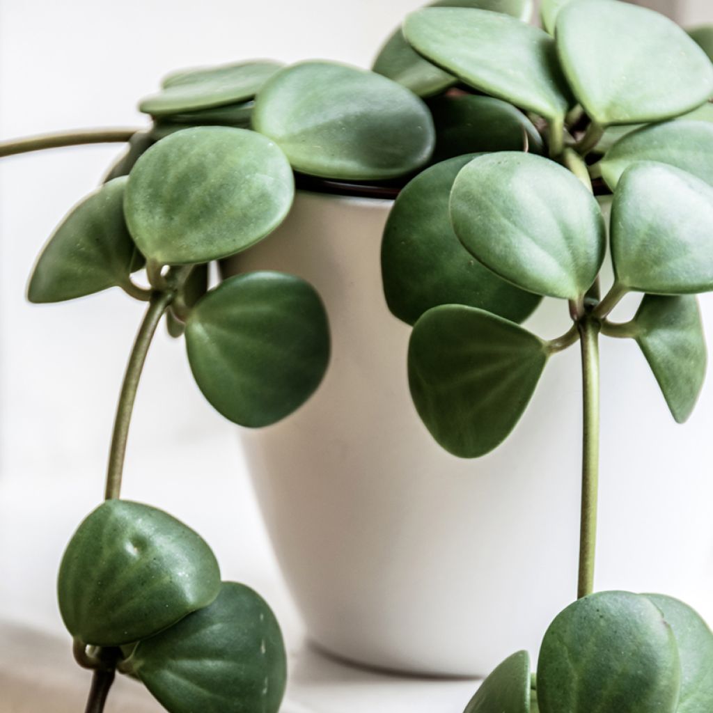 Peperomia rotundifolia