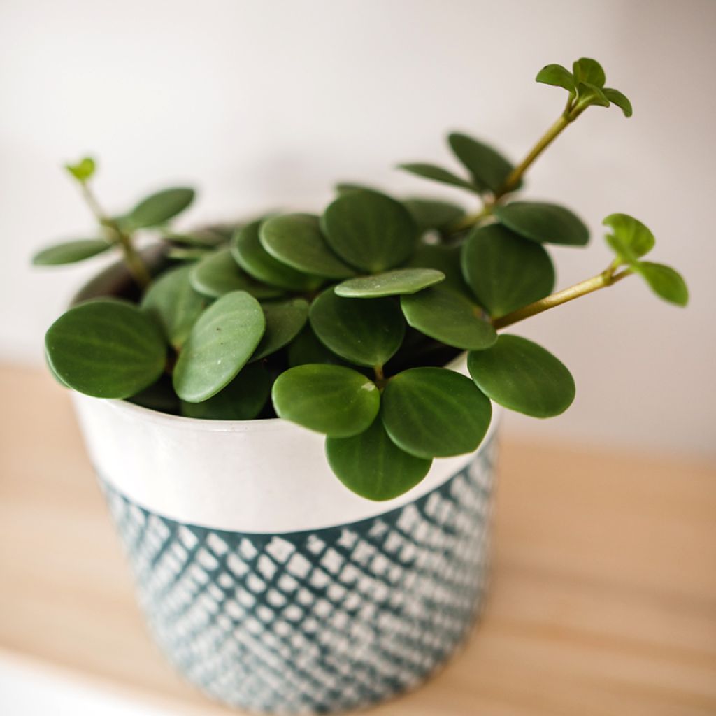 Peperomia rotundifolia