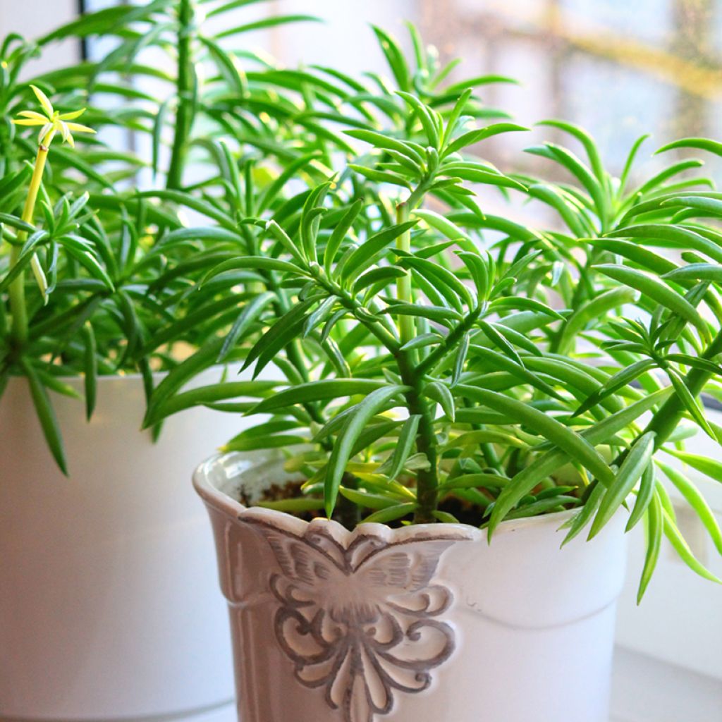 Peperomia Nevada