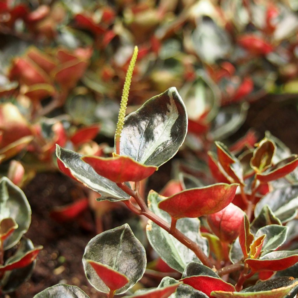 Peperomia metallica Colombiana