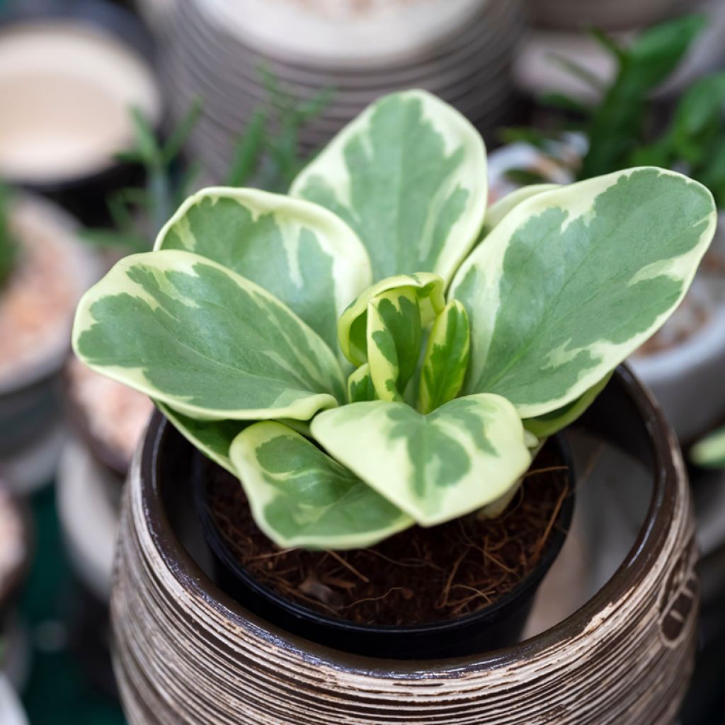 Peperomia obtusifolia USA