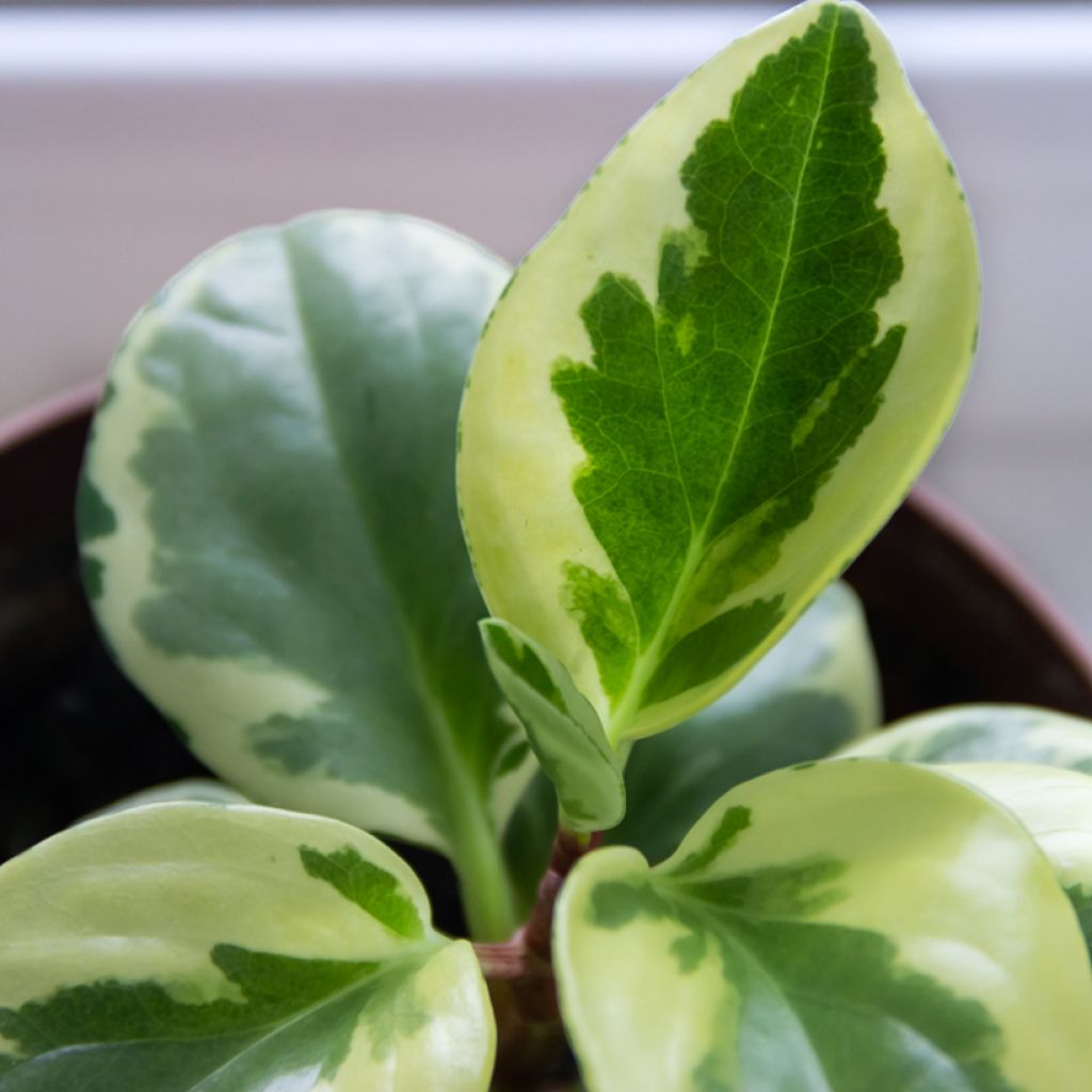 Peperomia obtusifolia USA