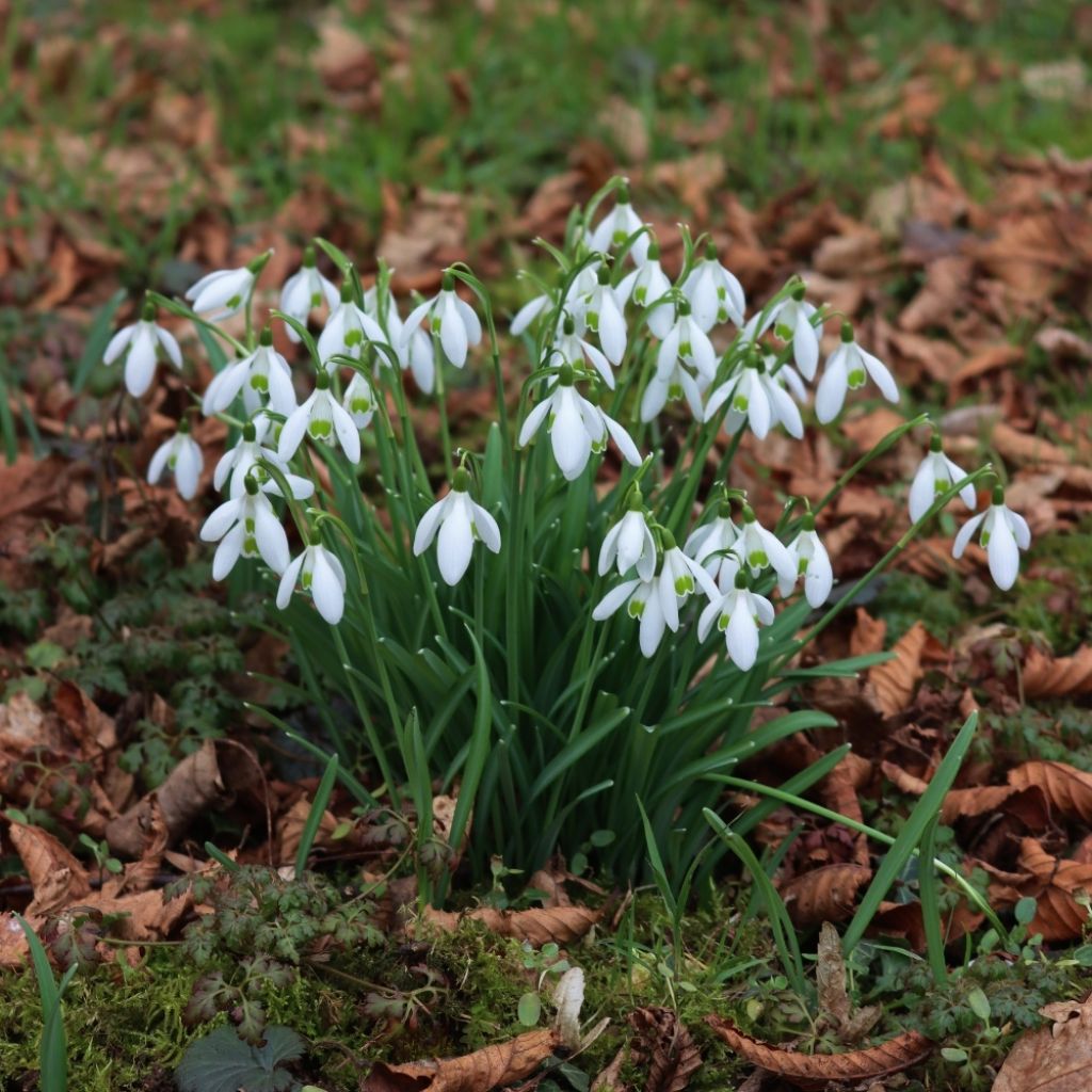 Perce-neige - Galanthus nivalis
