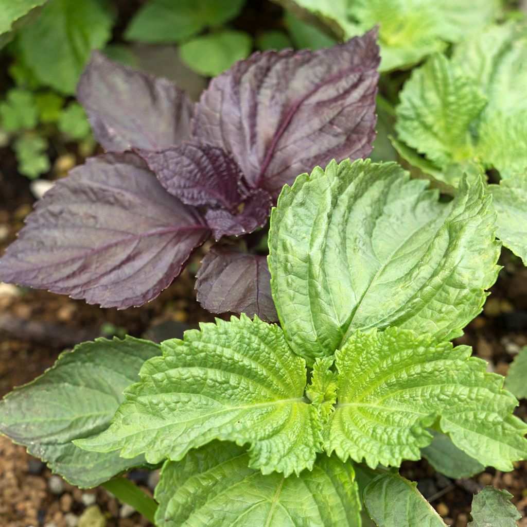 Perilla frutescens vert - Shiso (Tia To)