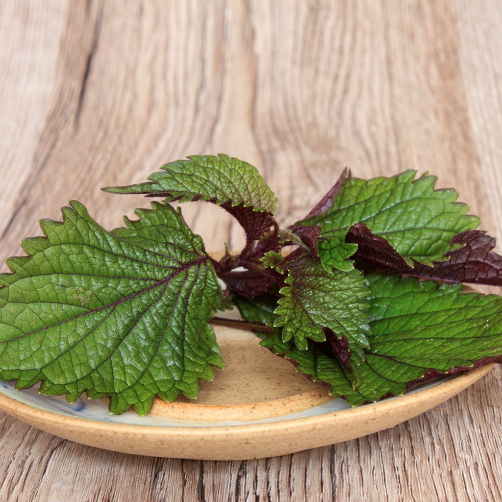 Perilla frutescens vert - Shiso (Tia To)