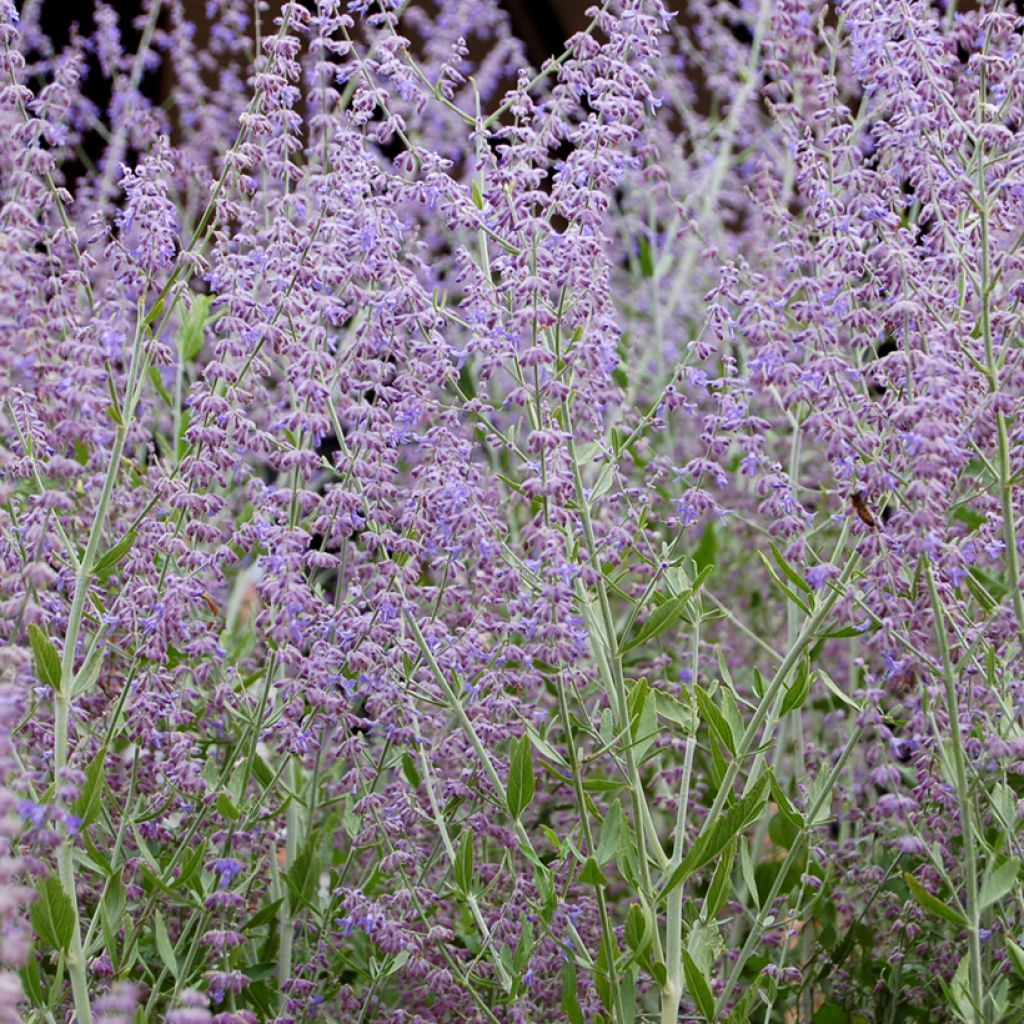 Perovskia Silvery Blue - Sauge d'Afghanistan