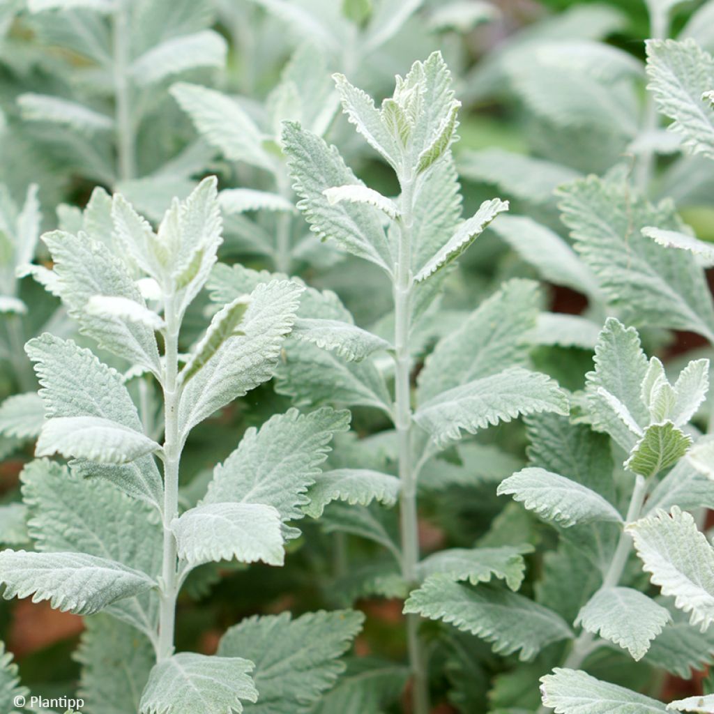 Perovskia Silvery Blue - Sauge d'Afghanistan