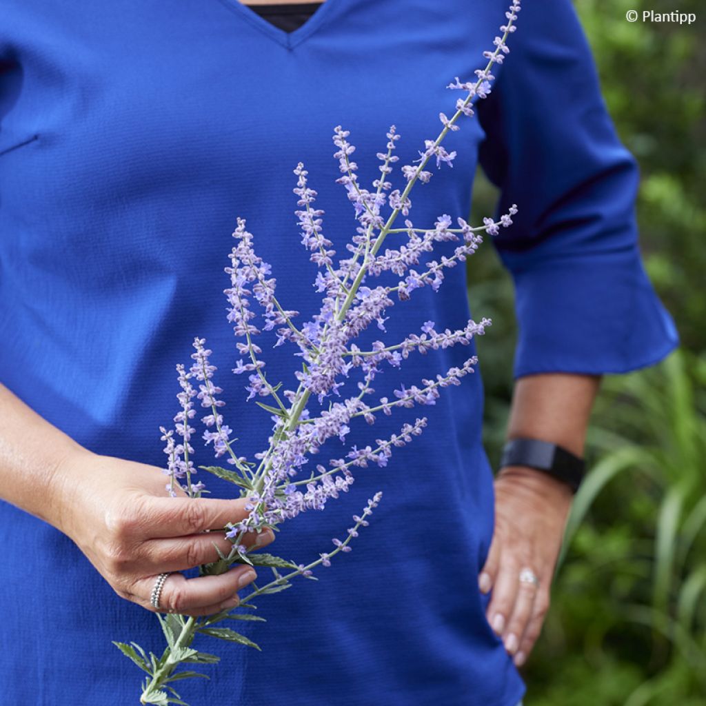 Perovskia atriplicifolia Prime time - Sauge d'Afghanistan