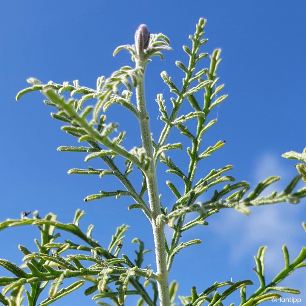 Perovskia atriplicifolia Feathery Blue - Sauge d'Afghanistan