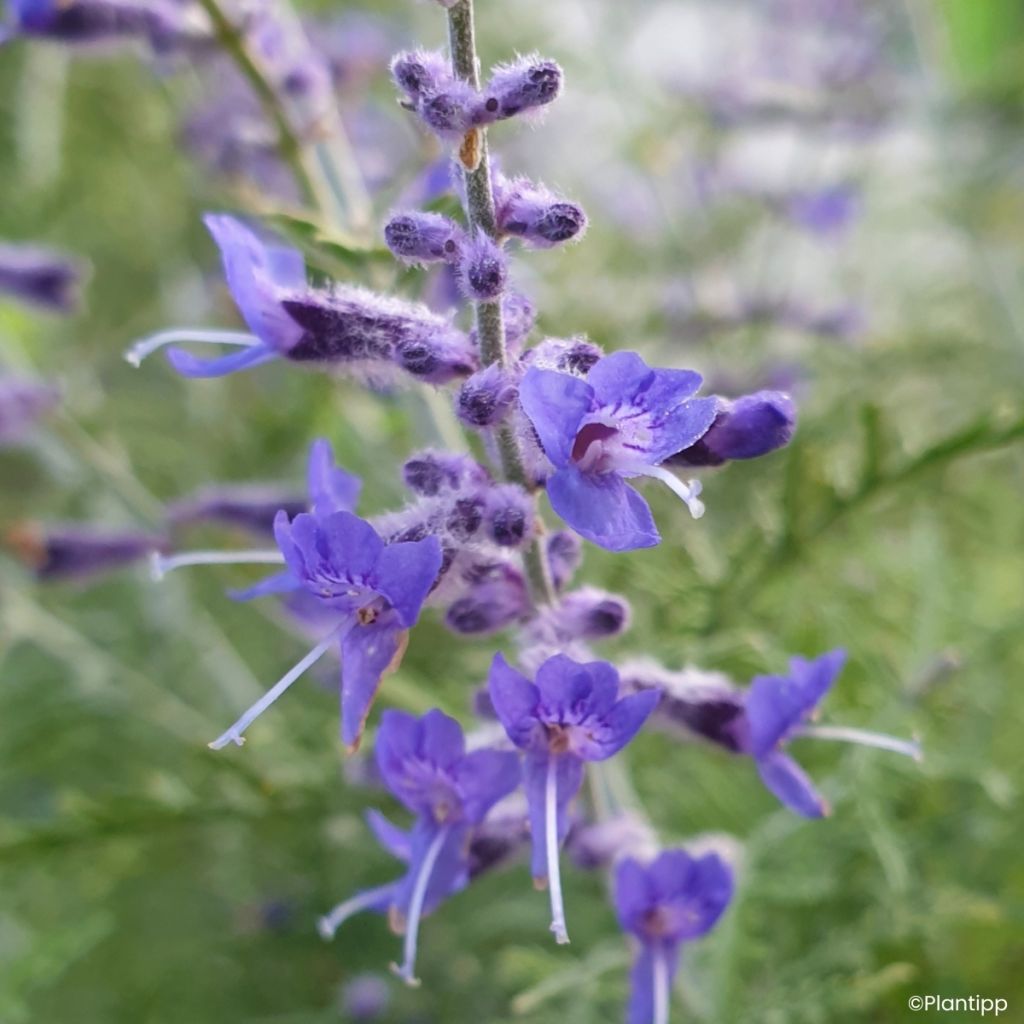 Perovskia atriplicifolia Feathery Blue - Sauge d'Afghanistan