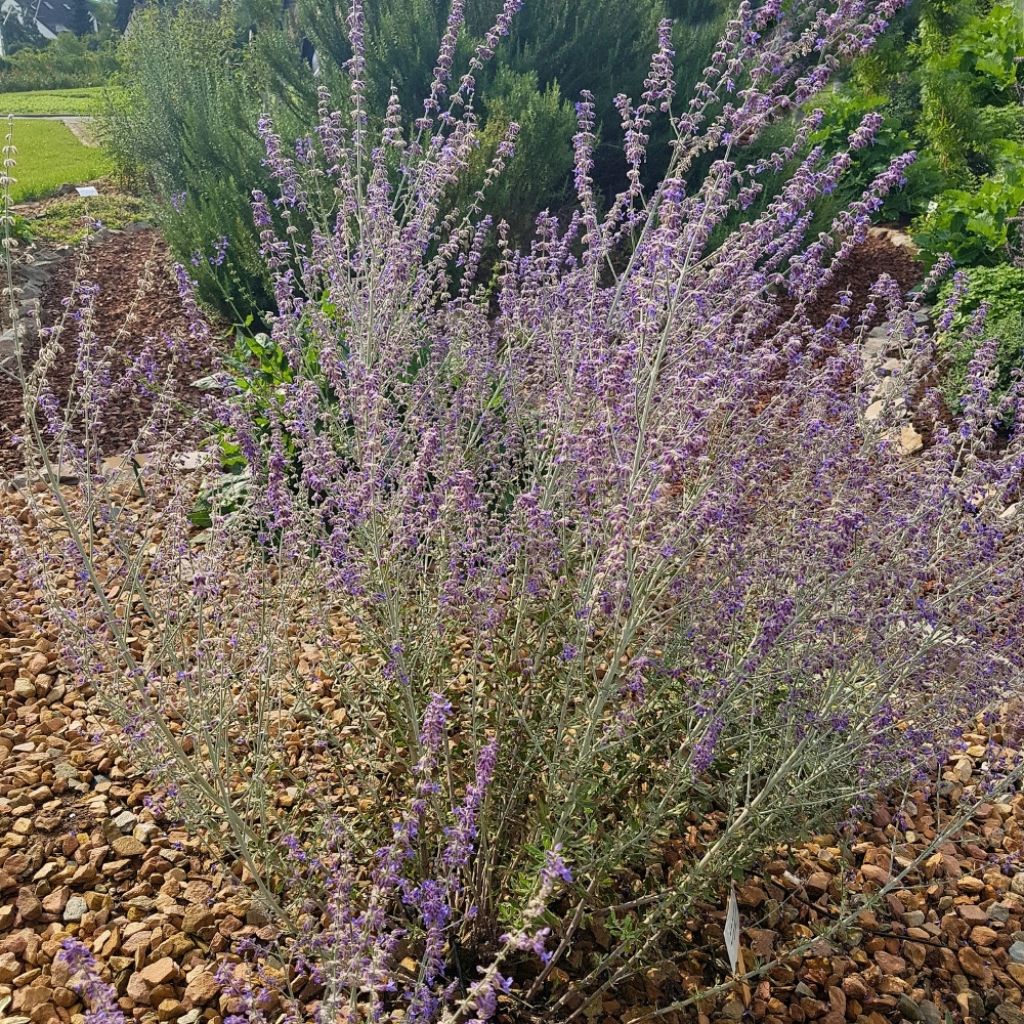 Perovskia atriplicifolia Little Spire - Sauge d'Afghanistan compacte