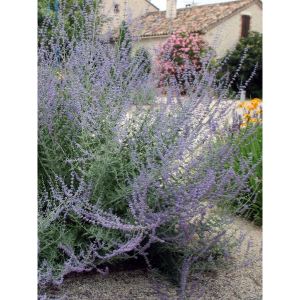 Perovskia atriplicifolia Blue Spire - Sauge de Sibérie