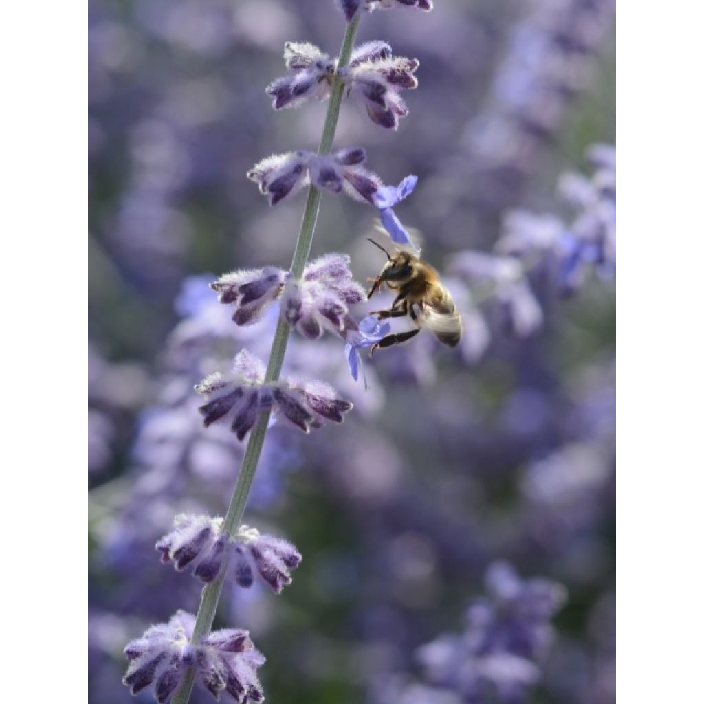Perovskia atriplicifolia Blue Spire - Sauge de Sibérie