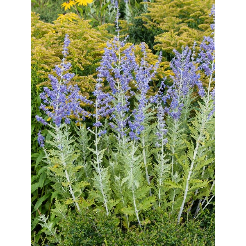 Perovskia atriplicifolia Blue Spire - Sauge de Sibérie