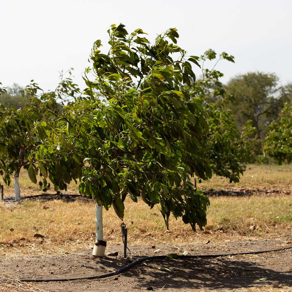 Persea americana Hass - Avocatier