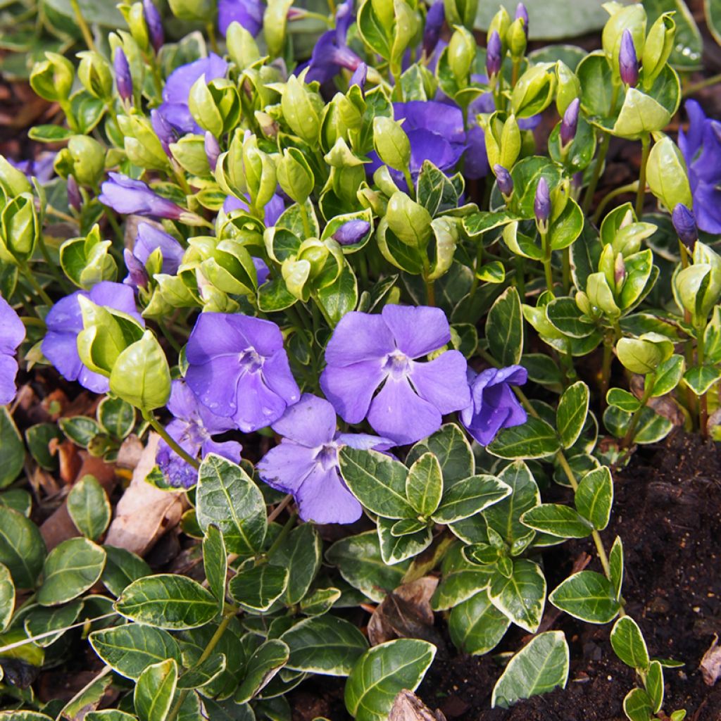 Pervenche à petite fleurs - Vinca minor Ralph Shugert - 