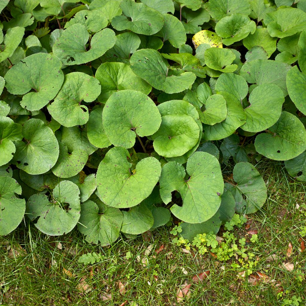 Petasites fragrans - Héliotrope d'hiver
