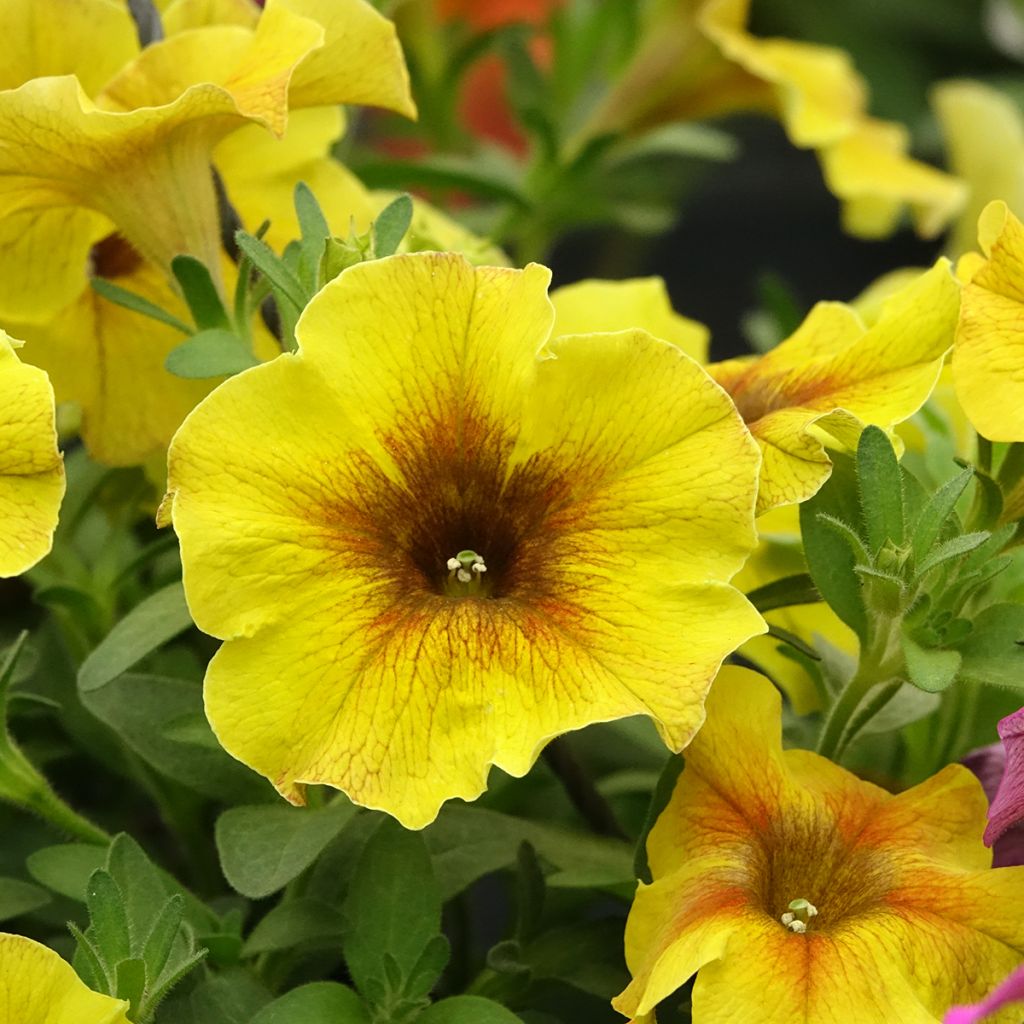 Pétunia BeautiCal Caramel Yellow - Petchoa hybrida
