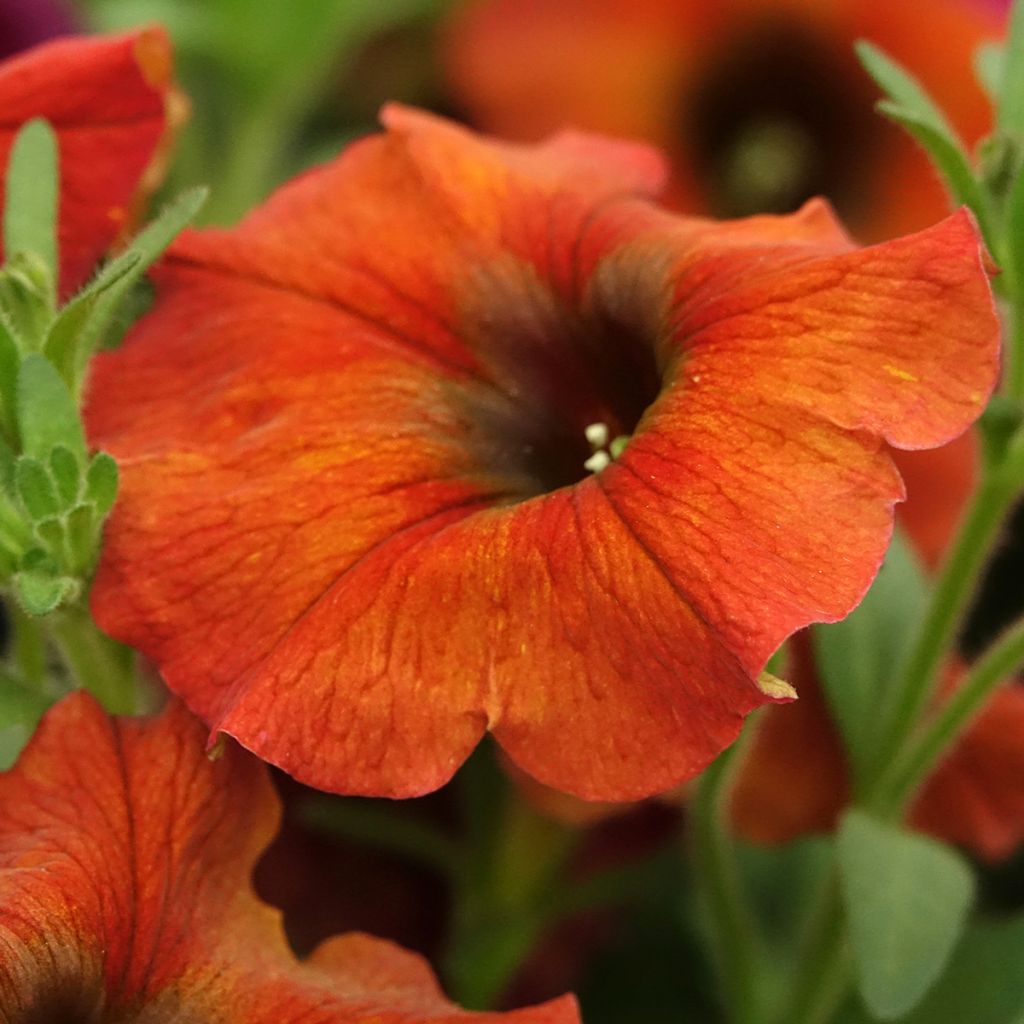 Pétunia BeautiCal Cinnamon - Petchoa hybrida