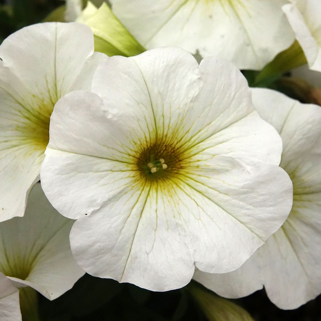 Pétunia BeautiCal Pearl White - Petchoa hybrida