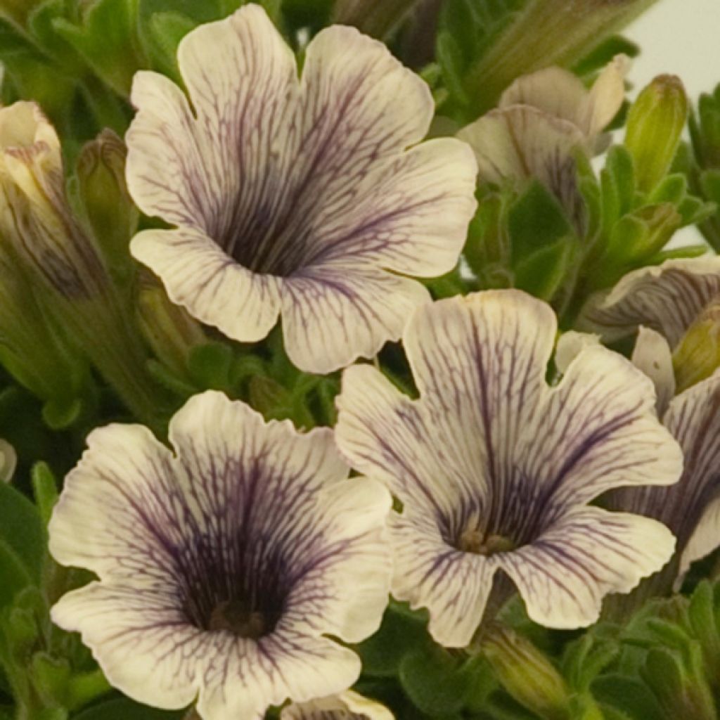 Pétunia Tiny Pleasure Cream Black Vein