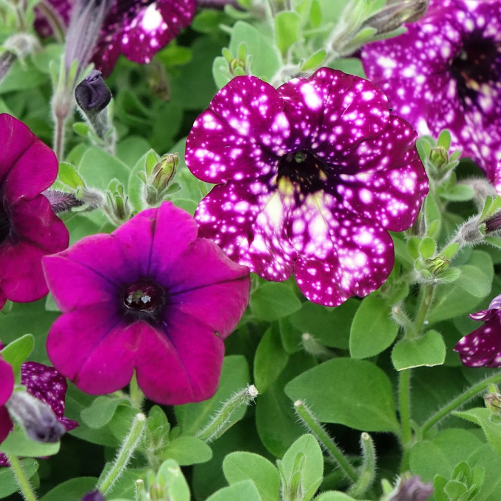 Petunia Splash Dance Magenta Mambo