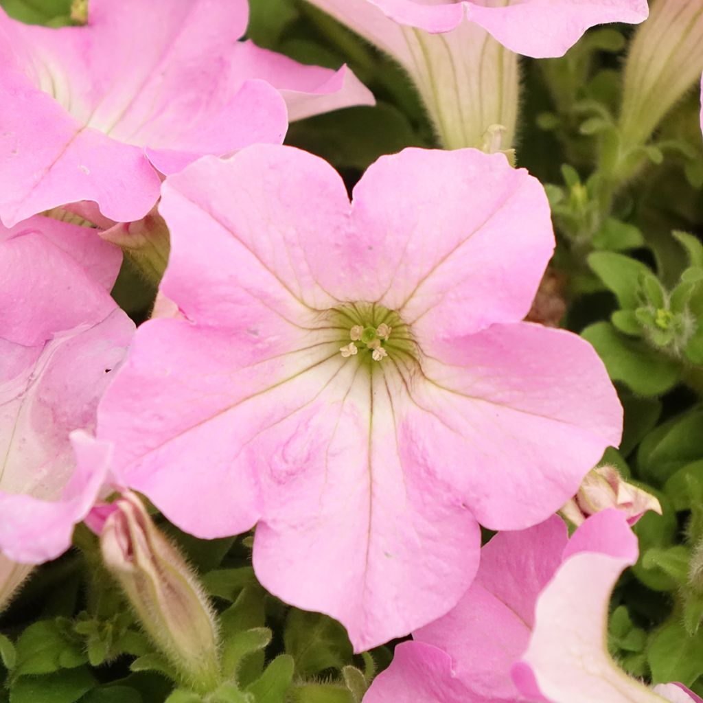 Petunia Surfinia Trailing Big Pink