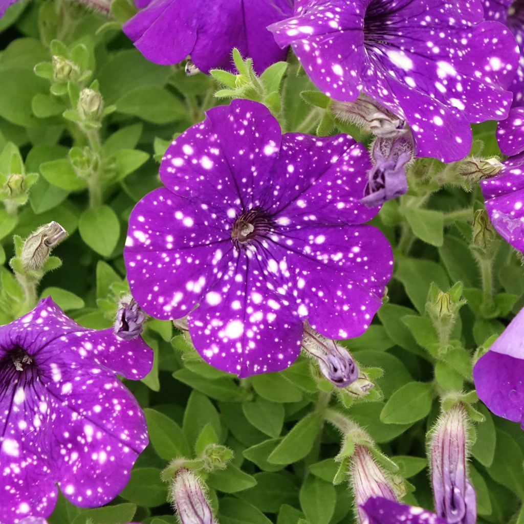 Petunia Splash Dance Bolero Blue
