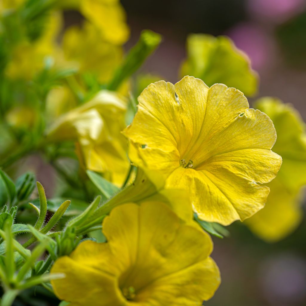 Petunia Capella Hello Yellow